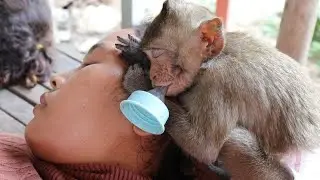 Nona Relaxing Midday With Mum |Look So Cute Monkey Nona Sleeping With Mum & Has Nipple In The Mouth