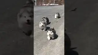 Fluffy chaos in action! 🐶😂#huskydog #puppy #cute #adorable