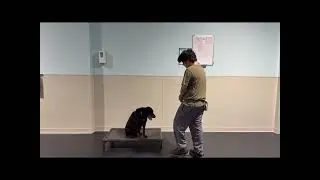 3 Dog Training Programs | Find the Best Fit for Your Pup 🐶✨