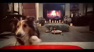 Budders aka Beans the musical pooch