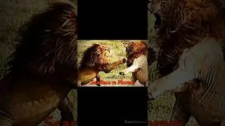 Scarface vs Morani #lionking #lionfight #bigcats #shorts #wildlife #nature #lions #animals #africa