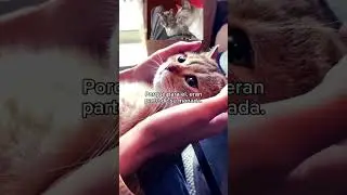 #cat #cats #pets #happycats  #social #gatos #comportamiento