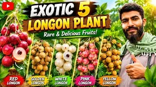 Best 5 Longan Verity / Exotic Fruit Plant / Langon Plant / Longan Fruit.