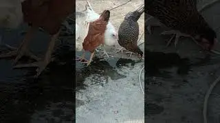 Rooftop poultry Farming #rooster #backyardchickens #chicken #animals #roosterfarm