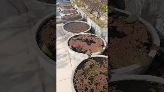 Monthly update of rooftop garden, January 2026