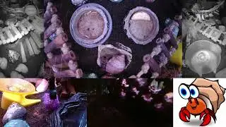 ⏩ Time Lapse of 24x7 Hermit Crab Live Stream Overnight January 29th - January 30th 2026 (60x)