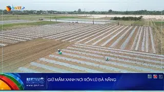 KEEPING THE GREEN BEANS IN THE FLOOD CENTER OF DA NANG