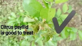 Asian citrus psyllid removing from orange (malte) plant