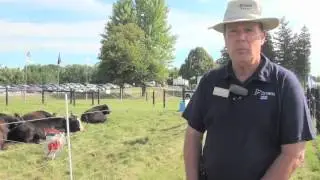 Rotational Grazing Good For Both Cattle & Pastures.