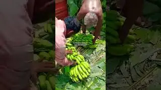 10.06.24 Banana loding