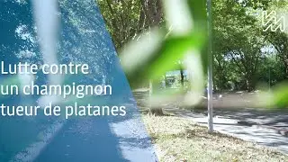 Lutte contre un champignon tueur de platanes