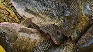 Quấn ổ c&aacute; R&ocirc; Phi giật qu&aacute; ph&ecirc; 