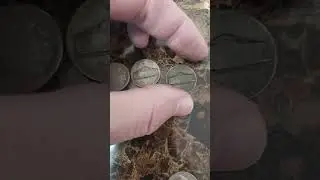 War nickel hunt