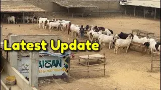 Farm ki Latest Update | New Shed mein animals move ho gaye | Murgiyan kahan gayien