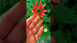 Red Color Sunflower Plant .Suraj Mukhiya.All Color and Variety of Sunflower Plants. #gardendesign