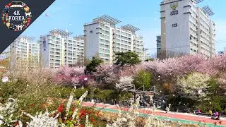 🌸 Ui Stream Walking Path with Falling Cherry Blossom Petals | 4K KOREA | April 2023