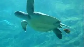 TurtleTrek, Orlando