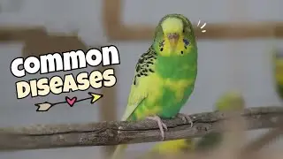 11 Common Budgie Diseases and Symptoms