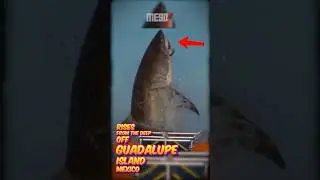 A 20 Foot Shark Just Surfaced, and Experts Are Shocked! #greatwhiteshark #didyouknow