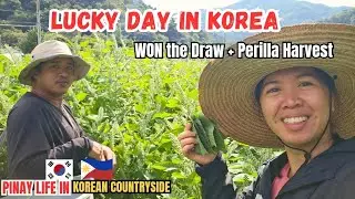🌿 A Lucky Day in the Korean Countryside | I Won the Draw + Perilla Leaves Harvest