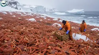 Alaska&rsquo;s Deadliest Catch: How a $1.2 Million King Crab Was Dragged Through 8 Feet of Ice