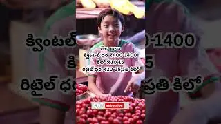 ఈరోజు టమాటా రేటు ఎంత? 🍅 &ndash; Daily Market Prices & Agriculture Updates #tomato #telugutomato # #food