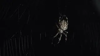 Spider action