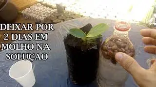 COMO FAZER MUDA DE ARATICUM COMO GERMINAR SEMENTE DE MAROLO