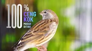 MATERI MEWAH ISIAN LOMBA ! MASTERAN KENARI ISIAN BLACKTHROAT GACOR DURASI PANJANG MUDAH MASUK IDAMAN