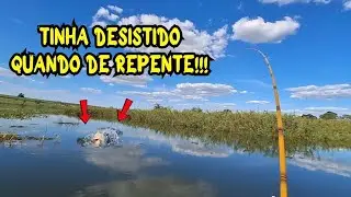 PESCARIA de TUCUNARÉ com vara de mão em meio a VEGETAÇÃO, com lambari vivo #pesca