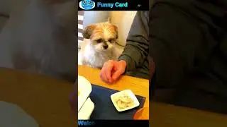 funny cats and dogs videos #cat #dog #funny #shorts #funnypets #pets #animals #viral