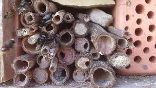Das gro&szlig;e Warten auf die Weibchen Teil 1 Geh&ouml;rnte Mauerbiene (Osmia cornuta)