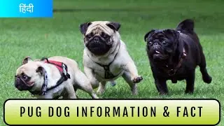 Pug Dog INFORMATION  In Hindi by pet info
