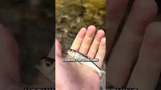 Exploring and Fishing Waterfalls in Brevard North Carolina #fishing #northcarolina #nc #fishingvideo