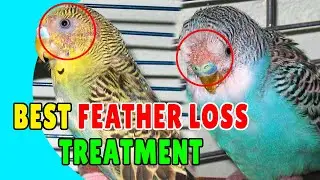 BIRDS FEATHER LOSS MEDICINE 😃👌 Best Treatment for Feather Loss of Birds | Happy Budgies
