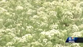 Invasive, dangerous plant blooming in Pennsylvania