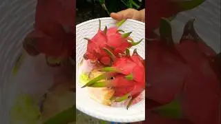 ড্রাগন ফল #shortsfeed  #haylights  #shortsvideo