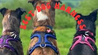 Best Dog Harness 2023 [ Buyer's Guide ]
