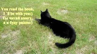 Cat Leo! We are reading a book! THE BEST FRIEND! Norway / Кот Лео, ЛУЧШИЙ ДРУГ! Мы читаем книгу:)