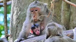 Gladist monkey just getting new baby , So cute baby
