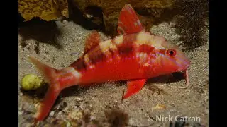 Bluesstriped Goatfish - Upeneichthys lineatus