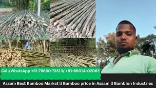 Assam Best Bamboo Market ll Bamboo Market in Assam ll Bambion Industries ll #assambamboo #bamboo