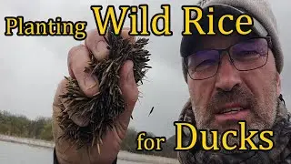 Planting Wild Rice On My Duck Lake