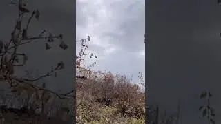How high can an elk jump? 马鹿能跳多高？#elk #wildlife #wildanimals #jump #ecosystem