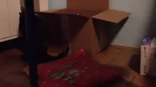 Mara  Kitty
