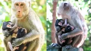 Can't believe mother monkey gives birth to triplets, mother monkey hugs three baby monkeys at once