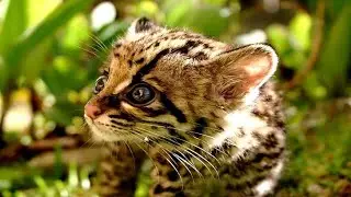 The Enigmatic Margay  Jungle Acrobat