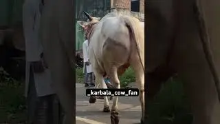 Biggest white ox 🐂🤍🫴🏻#bigox #cowfan #kolkatacowmandi