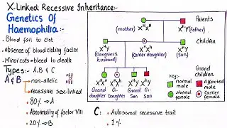 Genetics of haemophilia | X Linked recessive inheritence | class 12