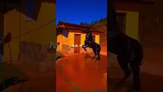 Edit Mangalarga Marchador 🥰🥰, #cavalos #mangalargamarchador #viralshorts #amocavalos